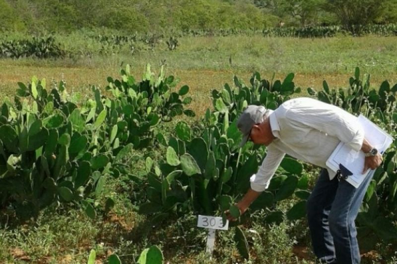 Emater avalia novos genótipos de palma forrageira resistente a pragas