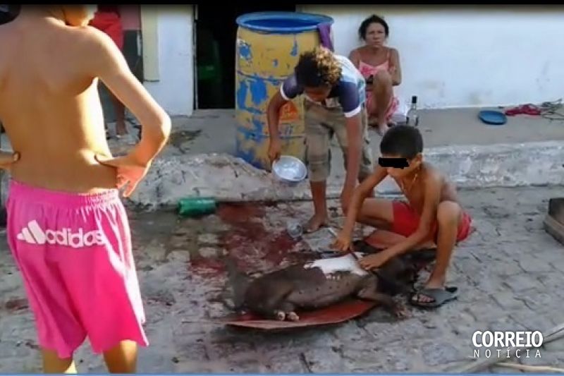 Animal é abatido com crueldade e sem condições sanitárias no meio da rua em Inhapi