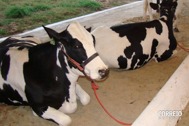 Governo regulariza distribuição de leite, mas agricultores ainda aguardam pagamentos