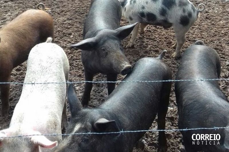 Morador denuncia porcos soltos na rua e mau cheiro causado por criatório em Piranhas
