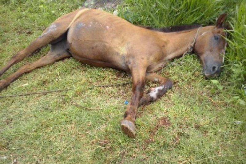 Homem é preso em Palmeira dos Índios suspeito de abater cavalo para consumir carne
