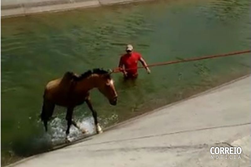 Guarda Municipal e Bombeiros resgatam cavalo que caiu em trecho do Canal do Sertão
