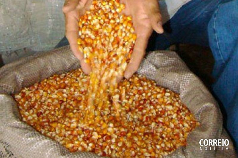 Criadores rurais podem comprar milho por R$ 54 em Santana do Ipanema