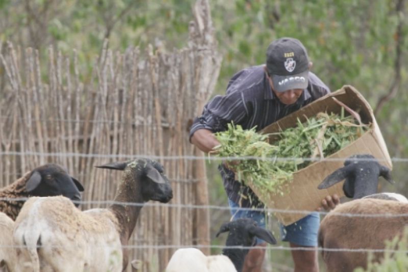 Produtores rurais de Batalha e Traipu buscam recurso para melhorias da produção