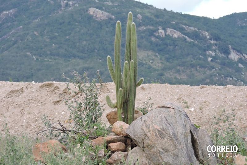 Temperatura chega a 40 graus em Belo Monte e calor preocupa moradores do Sertão