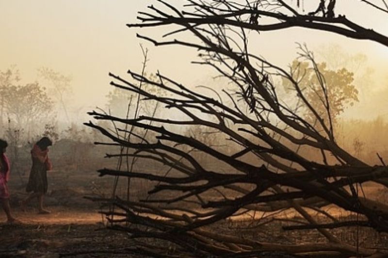 Humanos destruíram 10% das regiões selvagens da Terra em menos de 20 anos