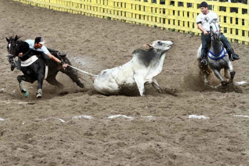 Vaquejada tem o apoio de mais de 65% dos internautas que responderam a enquete