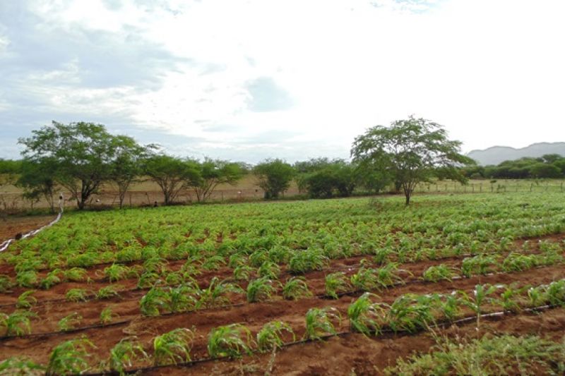 AL receberá R$ 2 milhões para aquisição de kits de irrigação