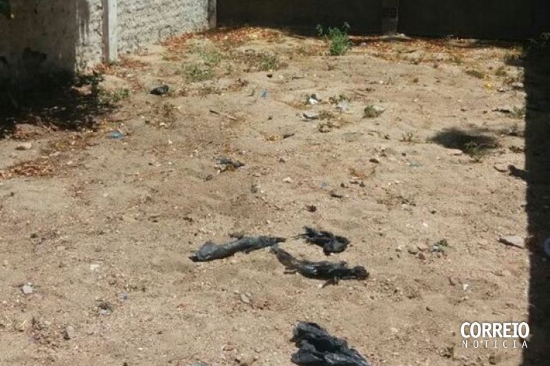 FPI do São Francisco flagra cemitério de placentas em unidade de saúde em Delmiro Gouveia