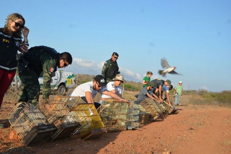 FPI faz soltura de mais de 400 pássaros ao bioma da Caatinga