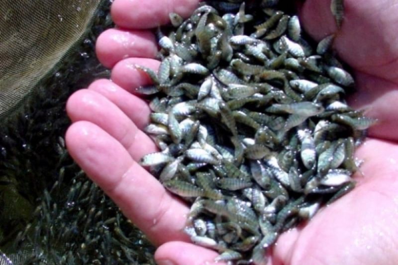 Seagri e município de Piranhas assinam convênio na área de aquicultura