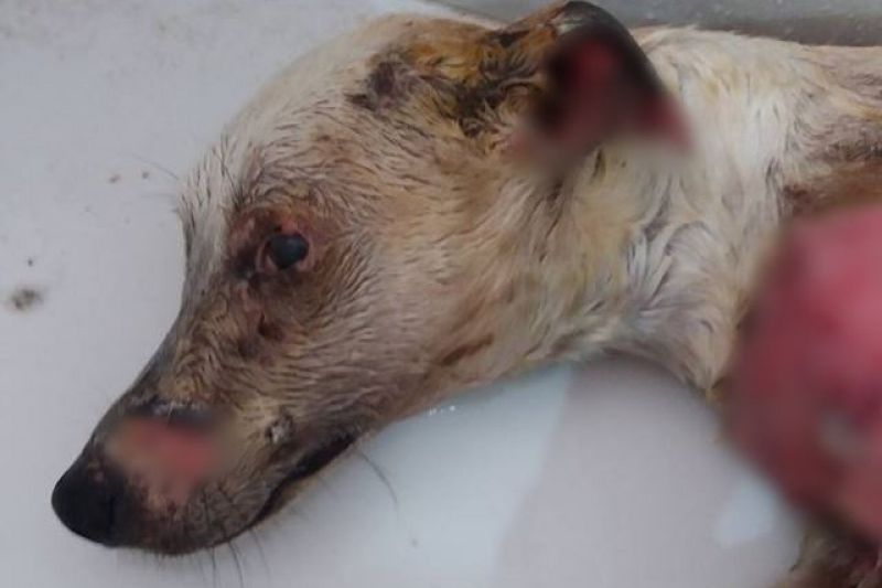 Cadela é espancada e tem corpo atingido com soda cáustica em Delmiro Gouveia