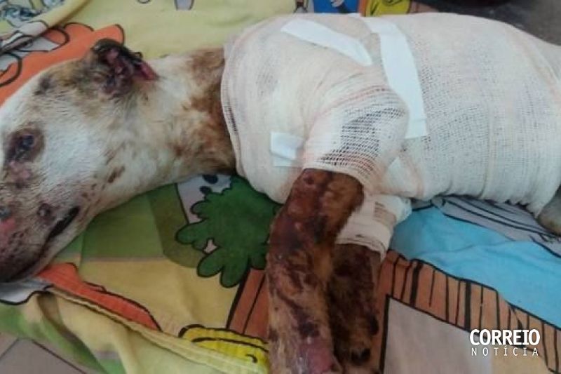 Suspeito de espancar e atingir cadela com soda cáustica diz que apenas jogou água nela