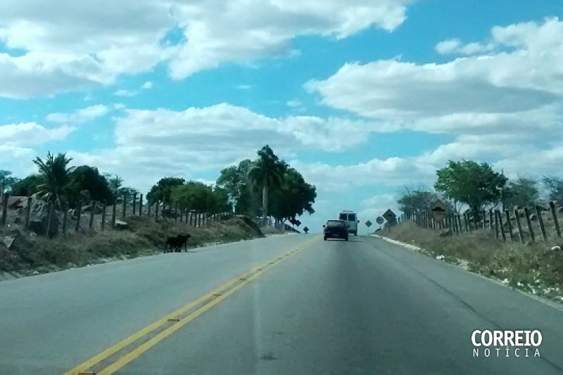 Ovelhas soltas na AL-220, em Monteirópolis, oferecem riscos a motoristas