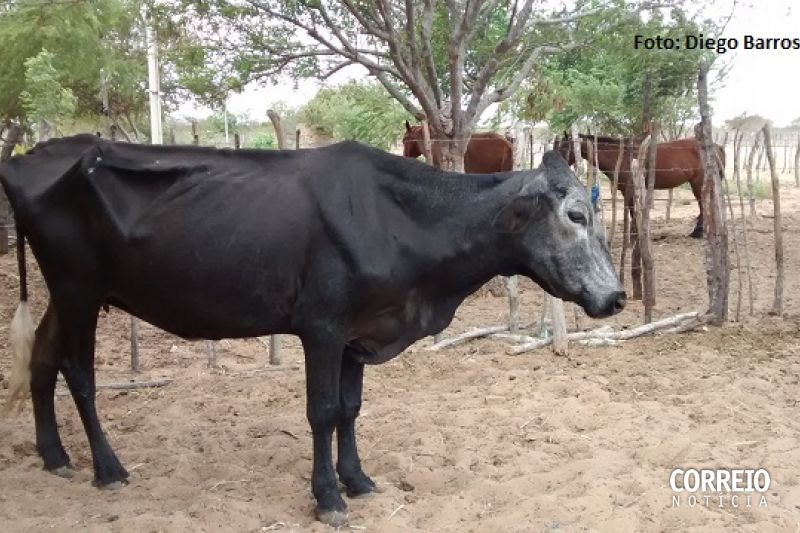 Sem chuva e alimento, agricultores familiares vendem parte do rebanho para quitar despesas