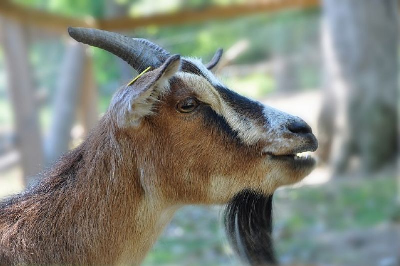Idoso que teria sido vítima de ataque de bode é encontrado morto em Pariconha