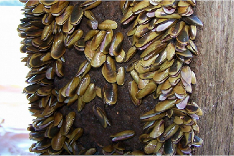 Técnicos e especialistas discutem combate ao mexilhão e algas do rio São Francisco