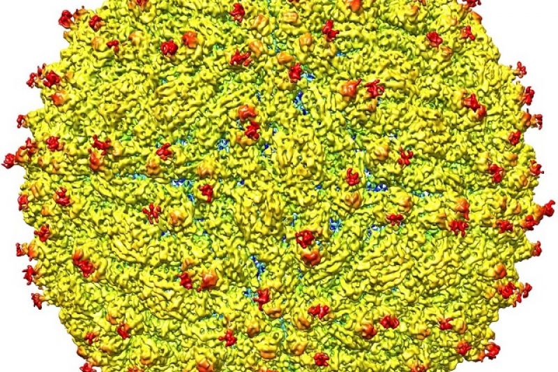 Vírus da zika afeta testículos, segundo estudo