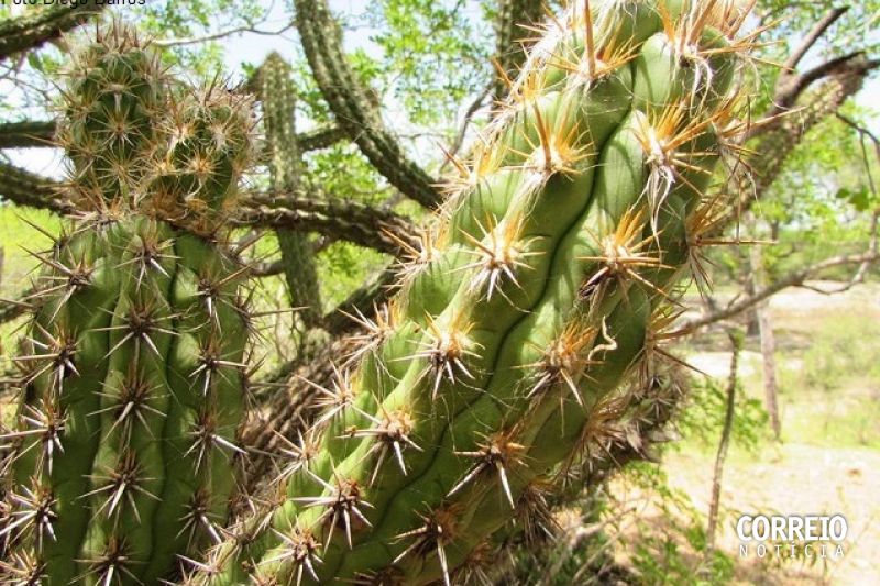 Com escassez hídrica há 5 anos, Sertão de Alagoas terá mais um fim de semana de sol