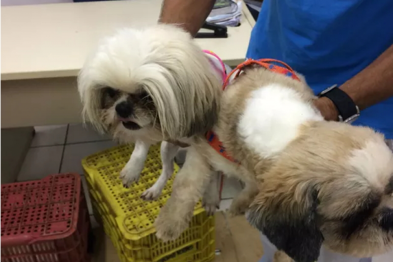 Homem sequestrou cachorros na BA para pagar parte de dívida, diz polícia