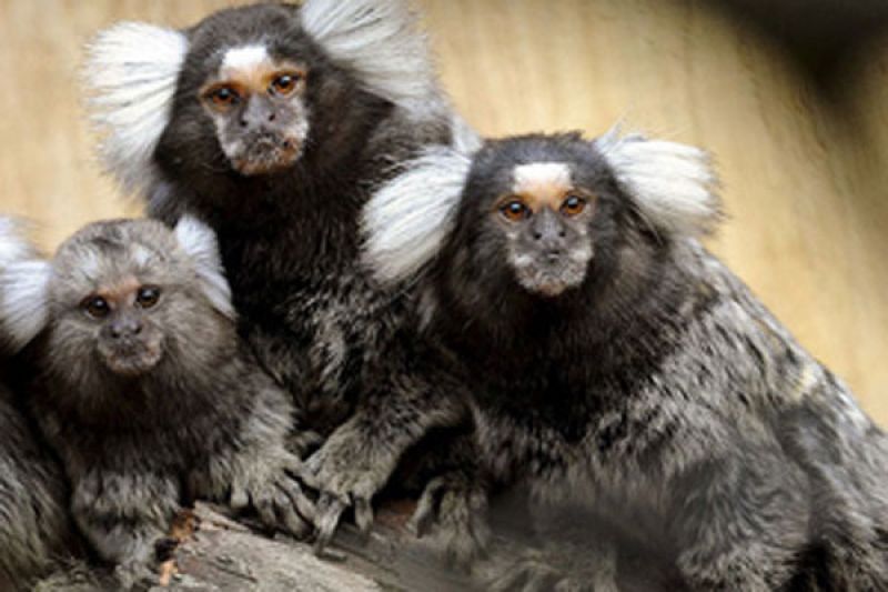 Secretaria da Saúde sobre morte de saguis em Inhapi: ocorrência é um “evento sentinela”