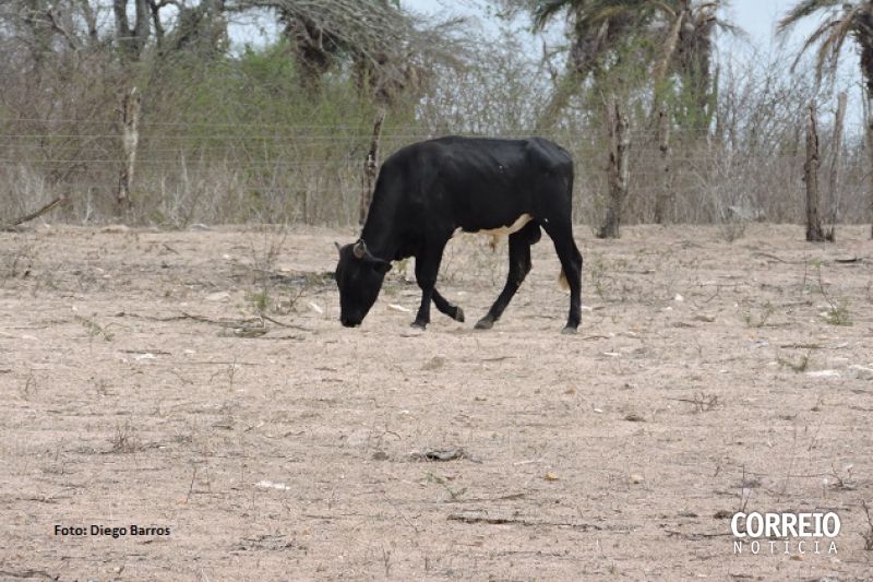 Na Terra do Leite, gado com fome lambe o chão seco em busca de alimento