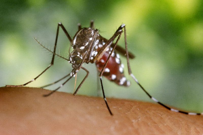 Sertão em alerta: mosquitos que podem transmitir febre amarela são capturados em Maravilha