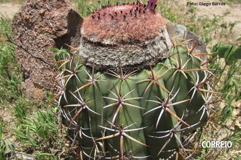 SOS Caatinga: aventureiros vão passar 48 horas conhecendo o bioma em São José da Tapera