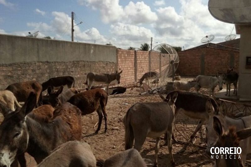 Em seis meses, 150 jegues e cavalos vagaram sem dono pelas ruas de São José da Tapera