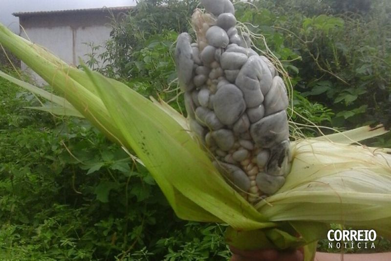 Espiga de milho com grãos “cinzas e gigantes” chama a atenção em Monteirópolis