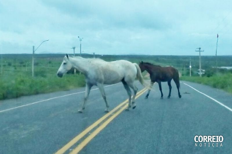 Motoristas estão preocupados com os animais soltos no Anel Viário de Delmiro Gouveia