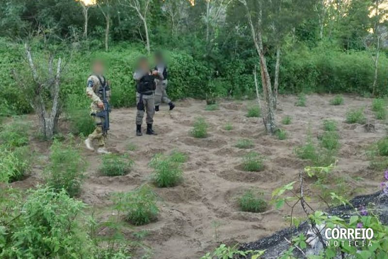 Roças de maconha são descobertas durante ação da Copes-Caatinga e GPM em Piranhas