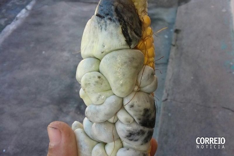 Mata Grande: agricultor colhe espiga de milho com doença “misteriosa” no Sertão de Alagoas