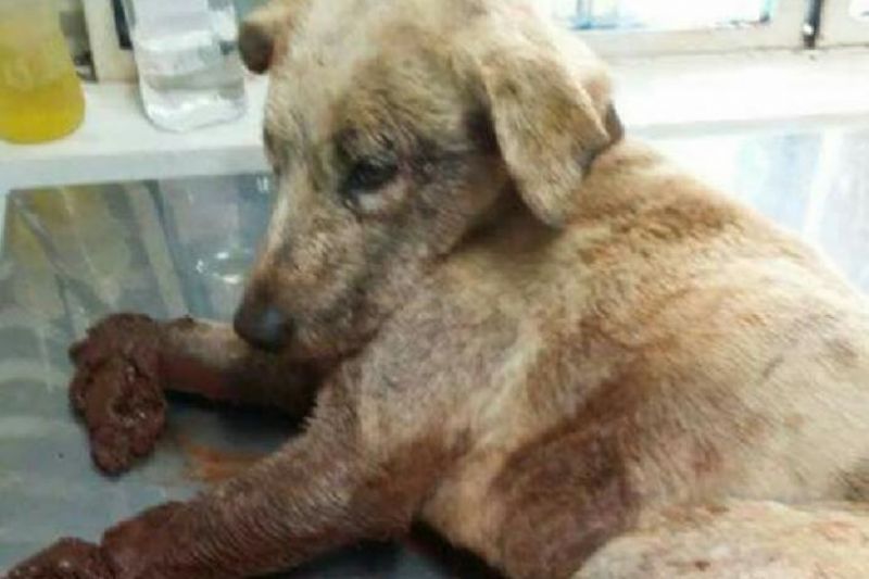 Cães são amarrados a linha férrea e resgatados com patas mutiladas