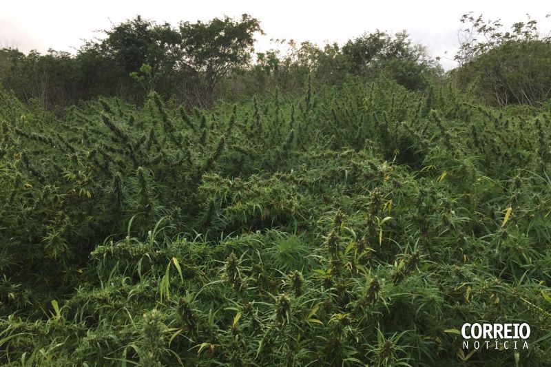 Ação policial encontra roça com mais de 2 mil pés de maconha em Mata Grande