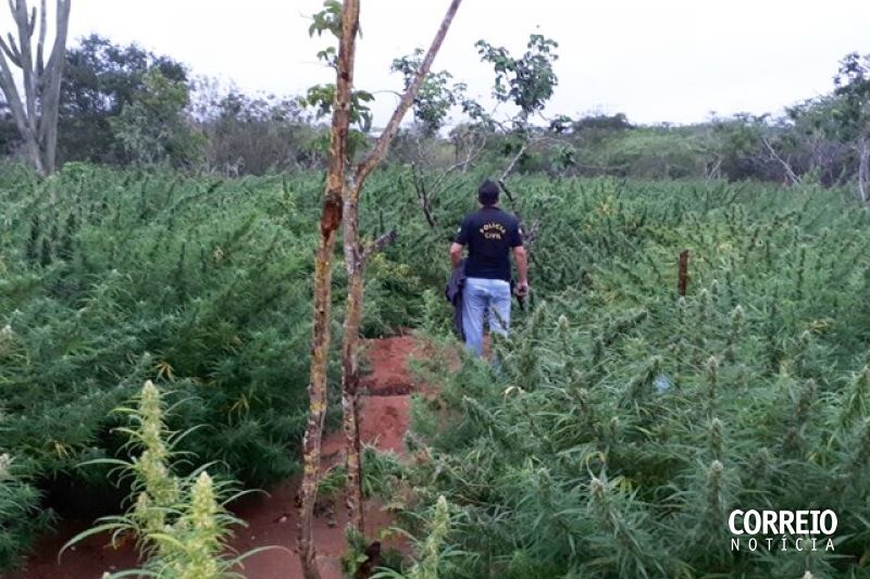 Outra roça com mais de 20 mil pés de maconha é encontrada durante operação em Mata Grande