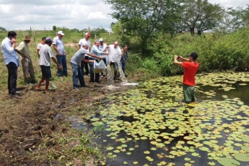 Pequenos agricultores de Olho D'água das Flores recebem 40 mil alevinos de tilápia