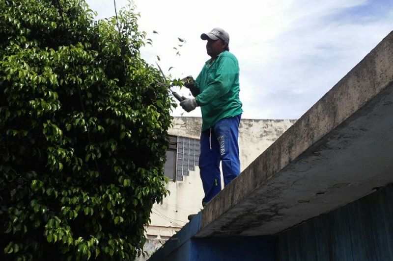 Secretaria de Meio Ambiente já realizou mais de 120 podas de árvores em quinze dias