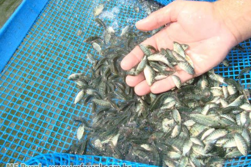 Agricultores do Sertão recebem plantadeiras, kits de irrigação, tanque de leite e alevinos