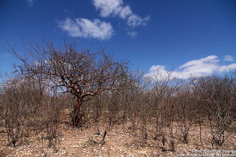 Estiagem obriga prefeito declarar emergência no município de Belo Monte, no Sertão