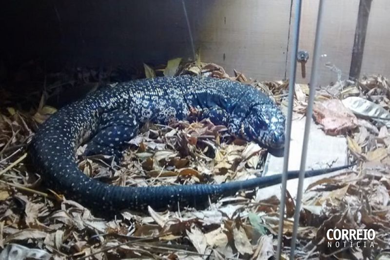 Cobras e lagartos da Caatinga são expostos em shopping da capital até este domingo (17)