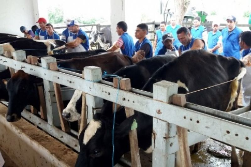 Curso em Batalha capacita para inseminação artificial em bovinos a partir de segunda (22)