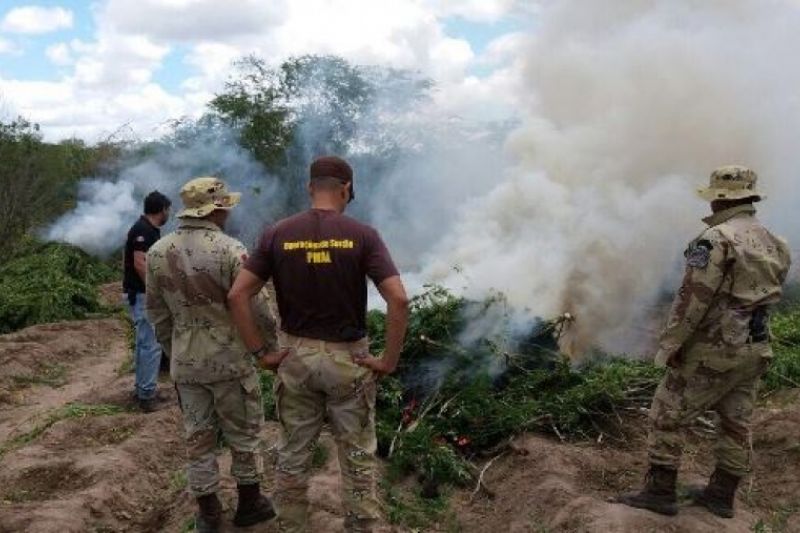 Apreensão de maconha em Mata Grande é considerada uma das maiores da história de Alagoas
