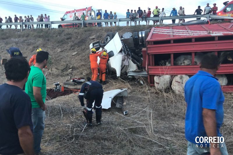 Carreta carregada com bois tomba e mata carreteiro em trecho da BR-316 em Maravilha