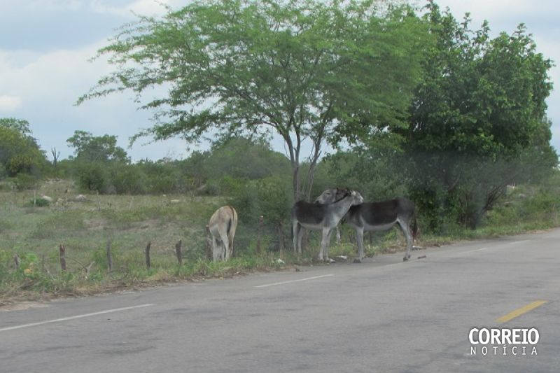 Perigo na estrada: jegues andam soltos na AL-220 entre Jacaré e Olho D’água das Flores