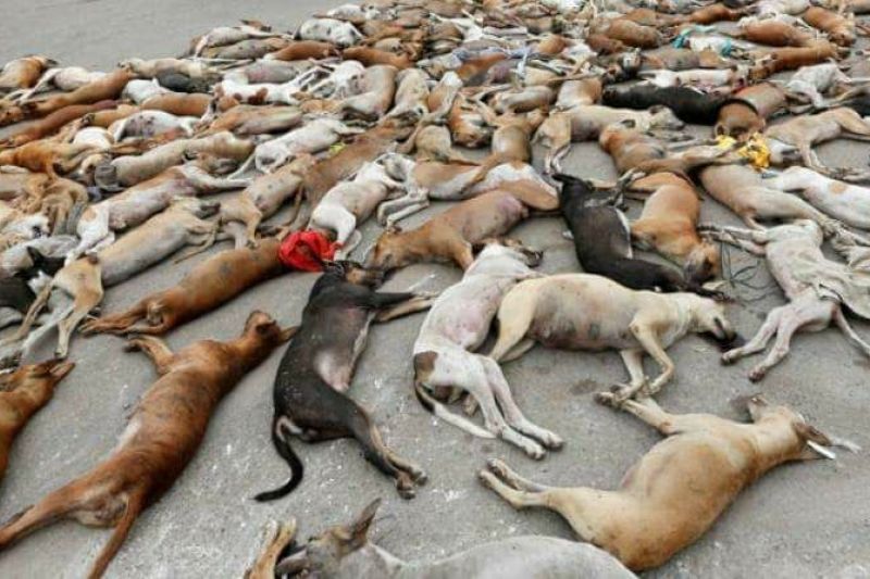 Prefeitura manda matar mais de 30 cães que estariam abandonados nas ruas e com doenças