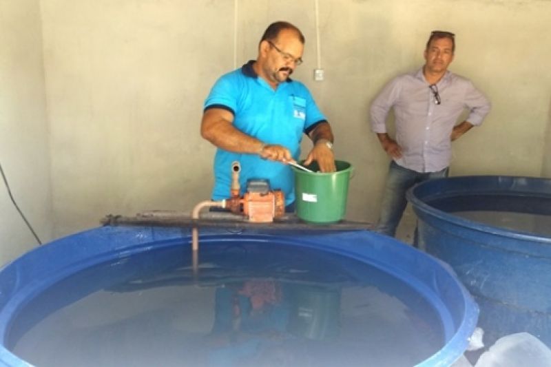 Alevinos de tilápia são usados no combate ao mosquito da dengue em  Santana do Ipanema