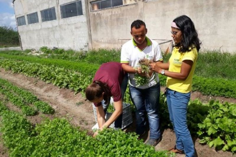 Projeto de hortas de ex-aluna da Uneal faz sucesso em São José da Tapera