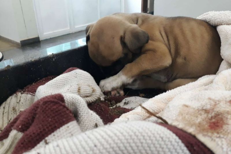 Homens enterram cão vivo, são presos por maus-tratos e soltos em seguida