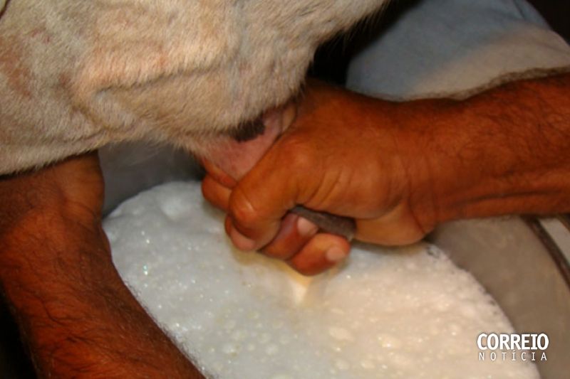 Estado vai apoiar cooperativa de produtores de leite de Belo Monte, garante governador